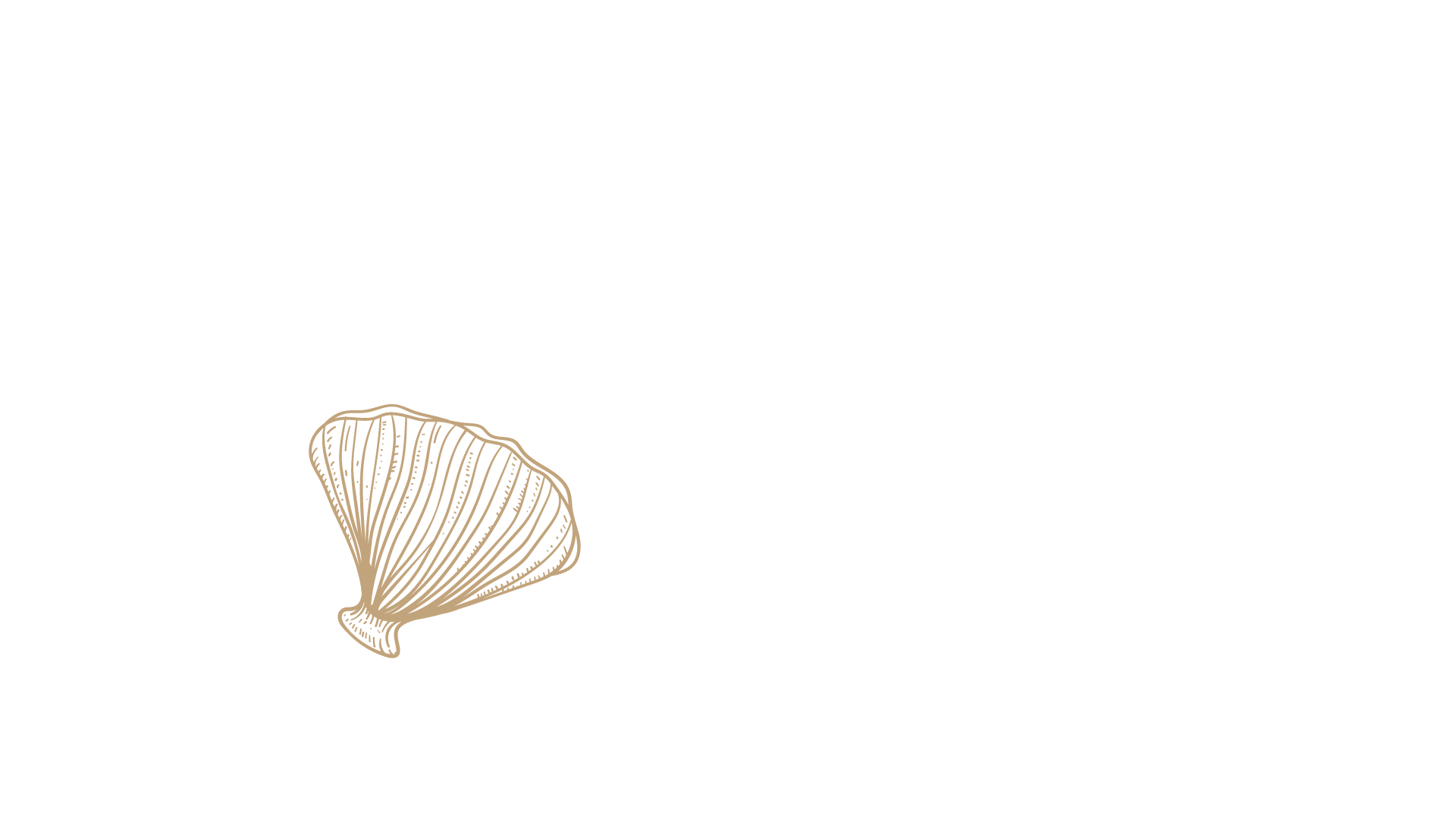 Strandmuschel