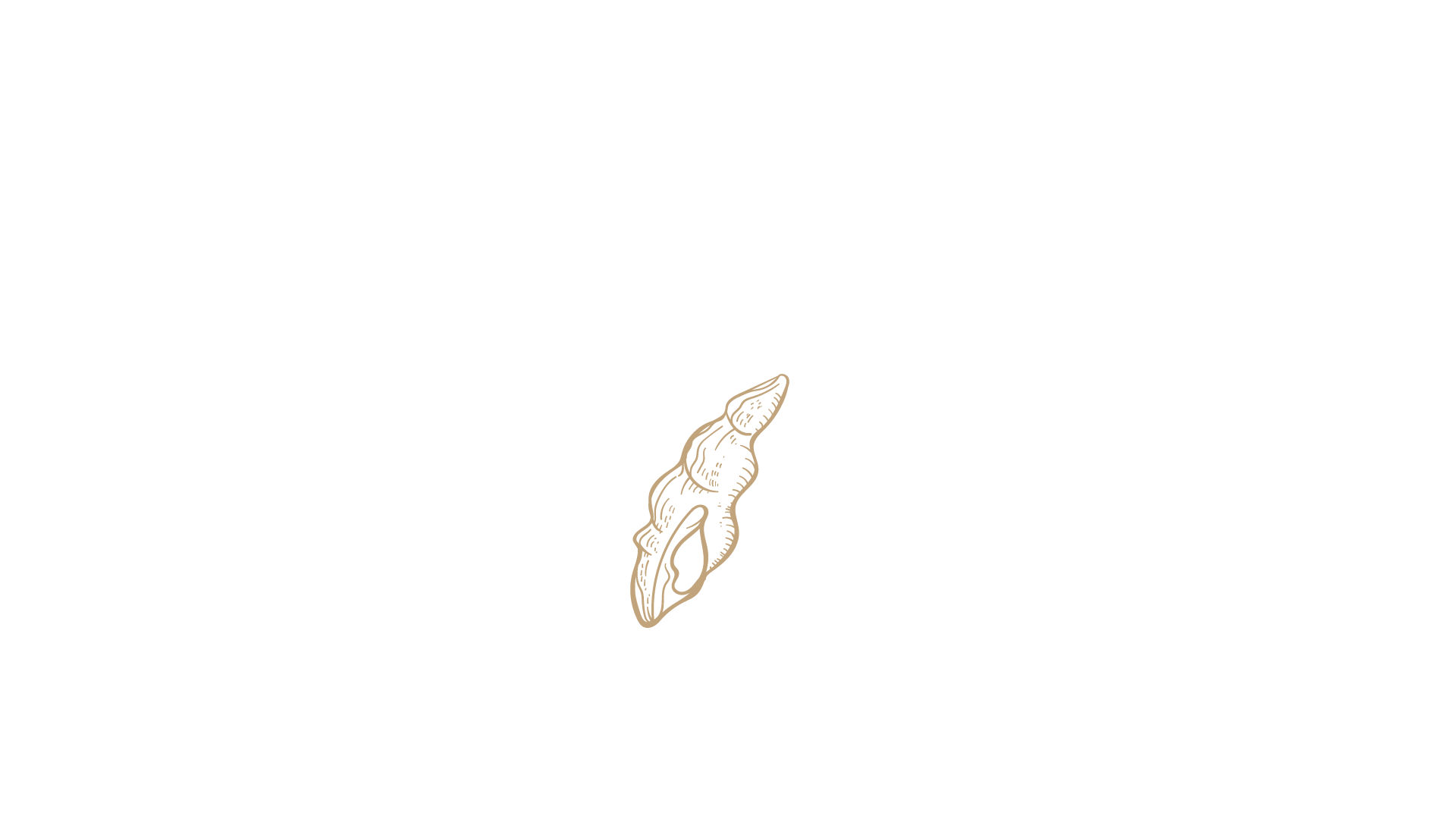 Muschel stehend